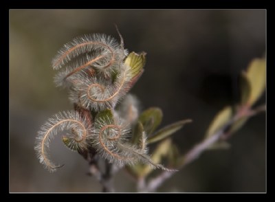 Wild flower