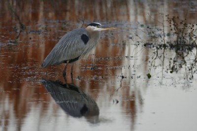 Great Blue