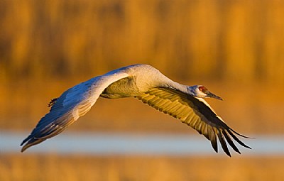 Flight Shot Sandhill Crane