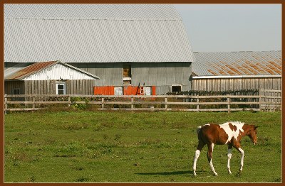 Day at the farm #1