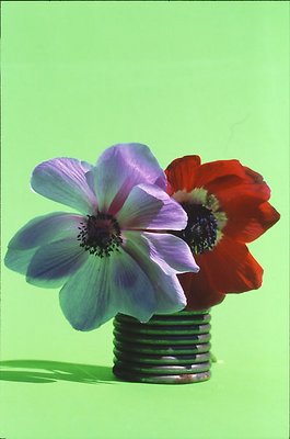 Spring Pansies