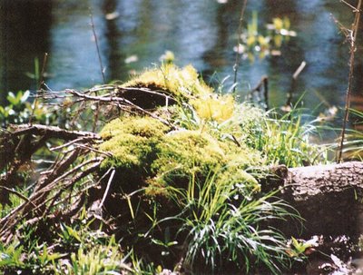 Lake Moss