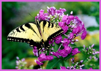 Flutter-By