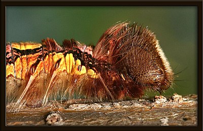 Catterpillar of the Morpho peleides butterfly