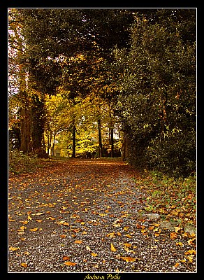 Autumn Paths
