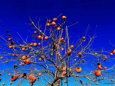 Persimmons Against the Sky