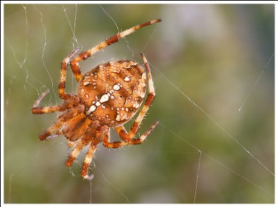 Orange Spider