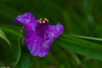 Tradescantia