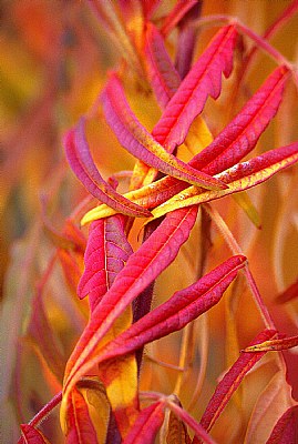 Woven Leaves