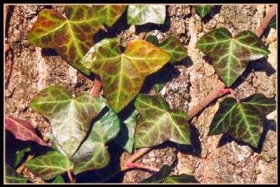 Ivy on the tree