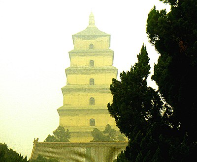 Tree & Temple