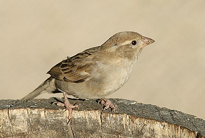 Sparrow