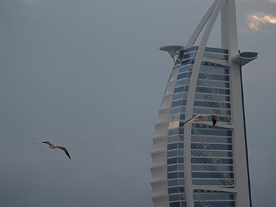 Gulls in the City