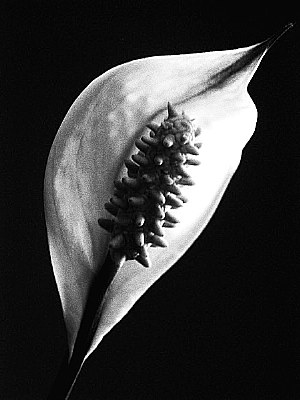 Peace Lily       (Spathiphyllum wallisii )