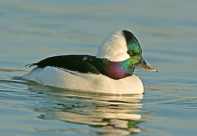 Bufflehead