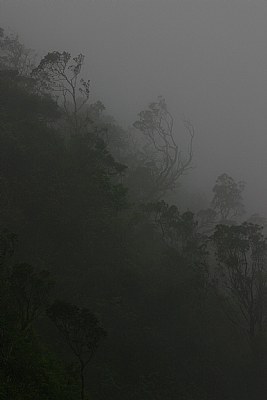 Forest in clouds