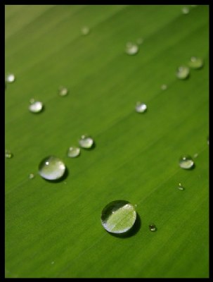 Water Beads