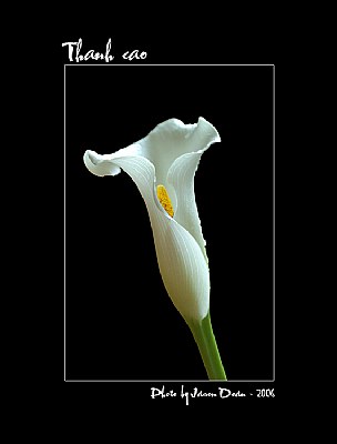 Cala Lily