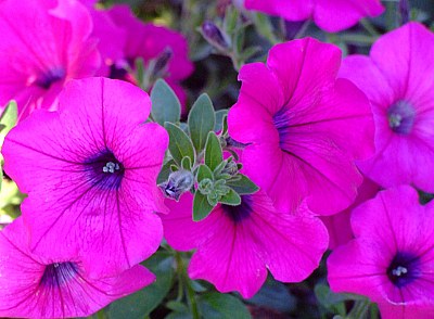 Pink Flowers 1 