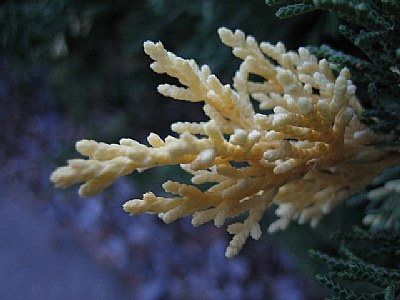 Surreal Reef