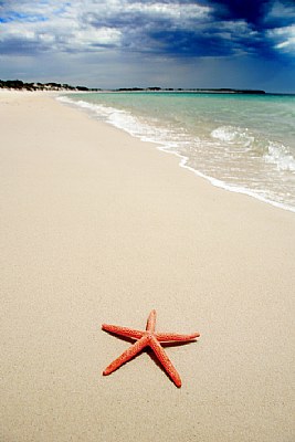 Starfish