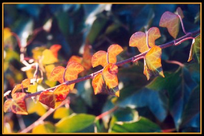 Translucent ivy