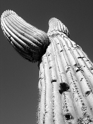 Graceful cactus
