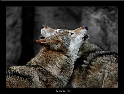 Two wolfs