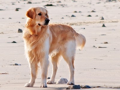 Beach Retriever