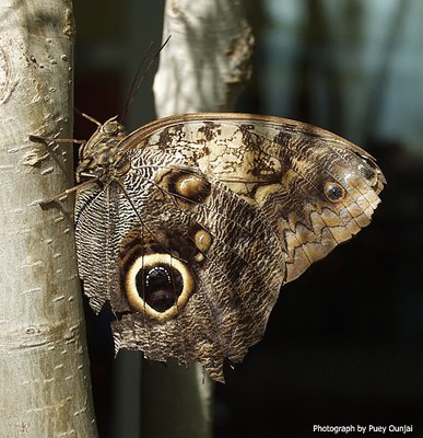 Moth-like butterfly