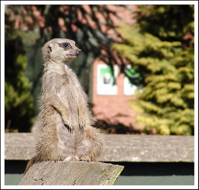 The Lookout