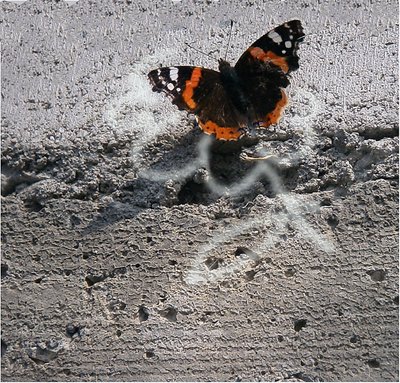 Urban Butterfly