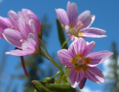 Mountan flower bunch