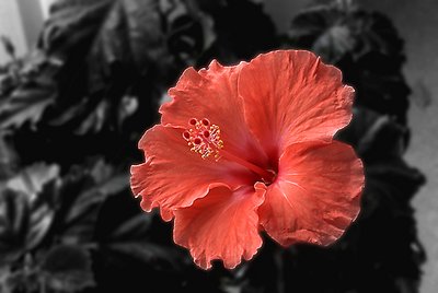 Morning Hibiscus