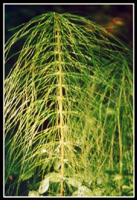 A stack of umbrellas