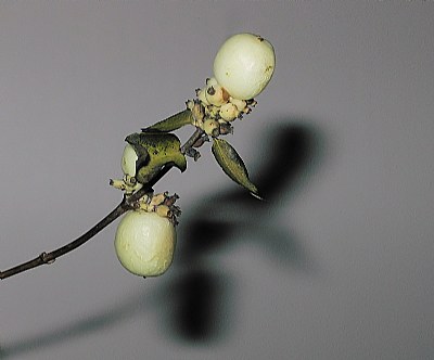 winter fruits