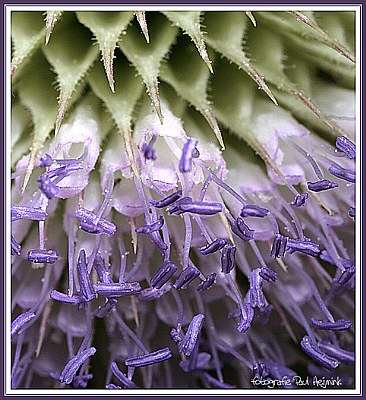 Echinops