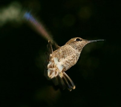 Hummingbird Male