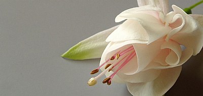 Close up