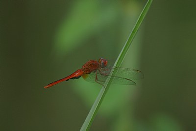 Dragonfly 2 