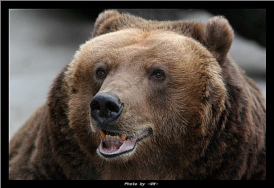 Brown bear