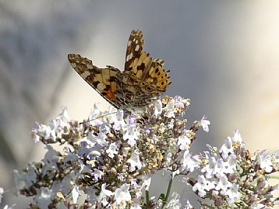 Watching for nectar