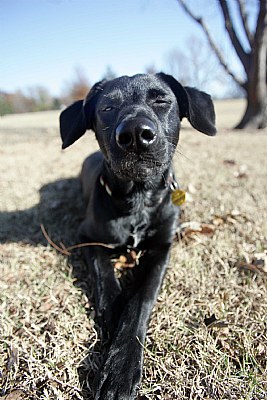 Canine Expressions