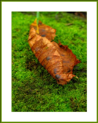 Graveyard leaf