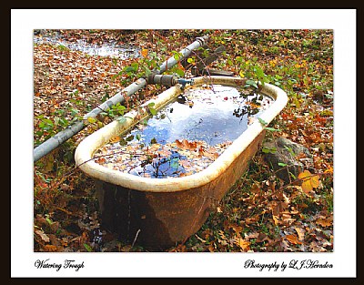 Watering Trough