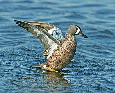 Blue- winged Teal
