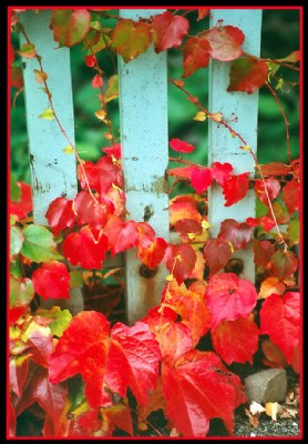 Blue fence, red leaves