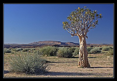 Desert with Quiver Tree