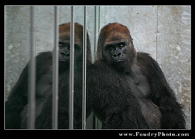 Sad Gorilla