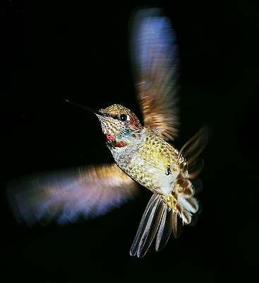 Hummingbird Male